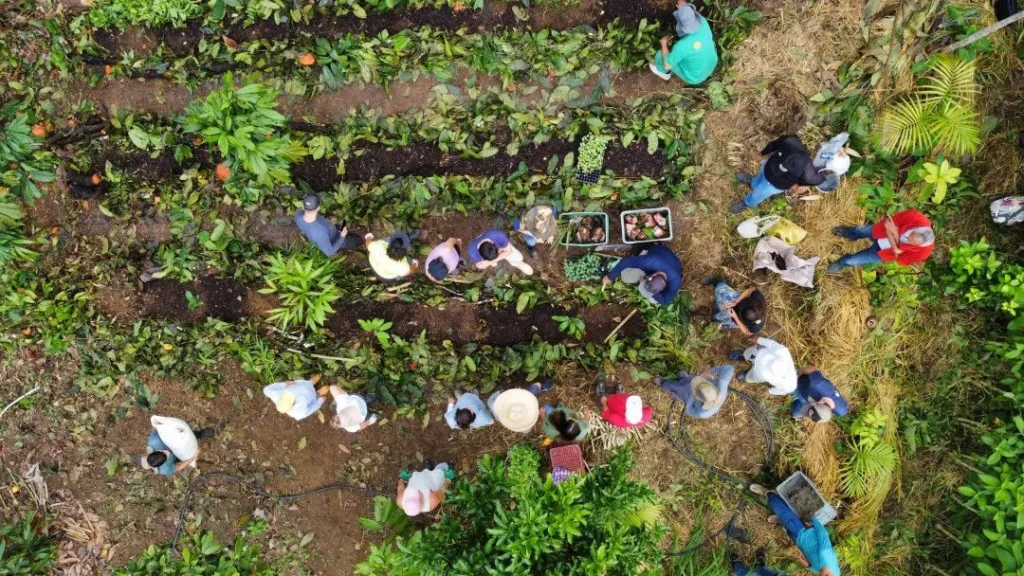 agroflorestando